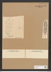 Diatomeae indet. Zeichnungen Sammlung Grunow Nr. 3913 (NHMW-BOT-W0371645)